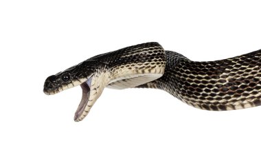 Siyah bir fare yılanının, nam-ı diğer Pantherophis 'in eski kafasının fotoğrafı. Ağzın sonuna kadar açık. Beyaz bir arkaplanda izole edilmiş.