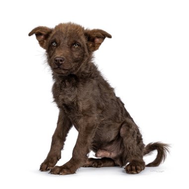 Karaciğer renkli Alman çoban köpeği Mudi köpek yavrusu, yan yana oturuyor. Yeşilimsi gözlerle kameranın yanına ve uzağına bakıyor. beyaz arkaplanda izole edilmiş.
