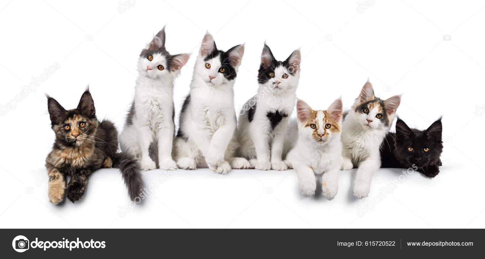 7メインコーン猫子猫の行は お互いの横に完璧な行に座っている すべてのカメラに向かっている 白い背景に隔離され — ストック写真 ©  NynkevanHolten #615720522, image size:1600x854