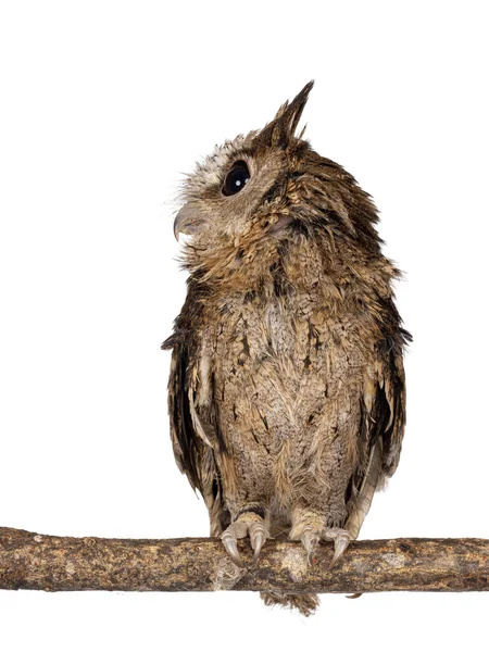 Söta Bruna Indiska Snutar Uggla Aka Otus Bakkamoena Sitter Gren — Stockfoto