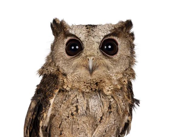 Head Shot Shot Feathers Indian Scops Owl Aka Otus Bakkamoena — Stock Photo, Image