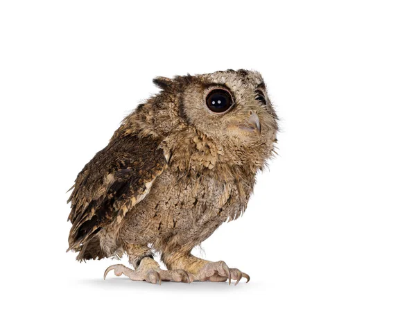 Cute Brown Indian Scop Owl Alias Otus Bakkamoena Duduk Sisi — Stok Foto