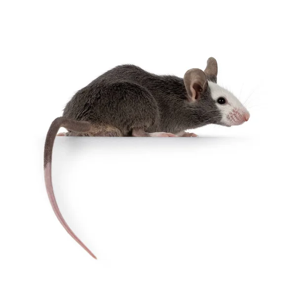 Niedliche Junge Blaue Hereford Maus Die Seitlich Steht Schwanz Hängt — Stockfoto