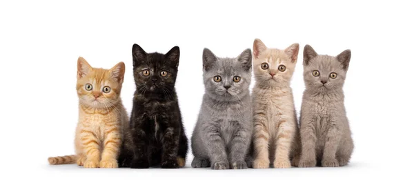 Beş farklı renkli İngiliz Shorthair kedi yavrusu mükemmel sırada yan yana oturuyor. Herkes kameraya bakıyor. beyaz arkaplanda izole edilmiş.