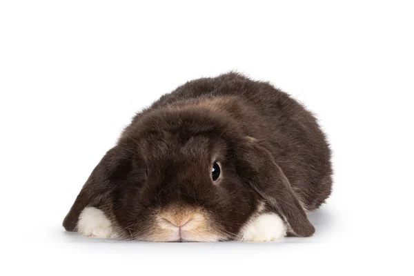 Beau Lapin Bouclé Brun Foncé Lapin Couché Face Terre Devant — Photo