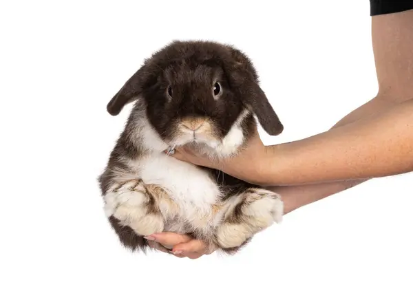 Handsome Dark Brown Lop Eared Rabbit Bunny Held Human Hands — Stock Photo, Image