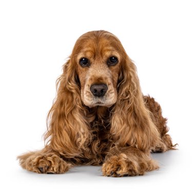 Handsome brown senior Cocker Spaniel dog, laying down facing front. Head up. Looking towards camera. Isolated on a white background. clipart