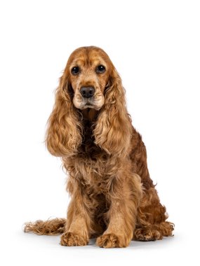 Yakışıklı, yaşlı Cocker Spaniel köpeği, önde oturuyor. Kameraya doğru bakıyorum. Beyaz bir arkaplanda izole edilmiş.