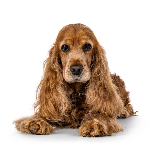 Handsome brown senior Cocker Spaniel dog, laying down facing front. Head up. Looking towards camera. Isolated on a white background.