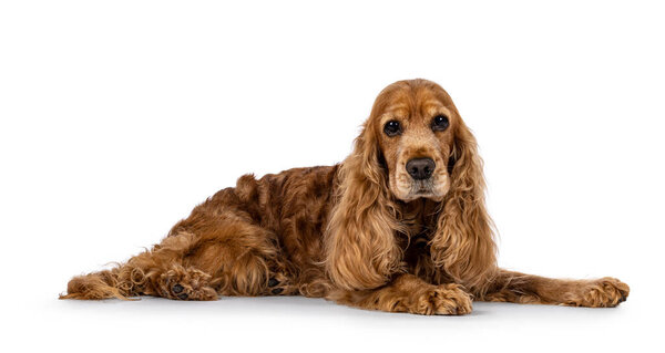 Handsome brown senior Cocker Spaniel dog, laying down side ways. Head up. Looking towards camera. Isolated on a white background.