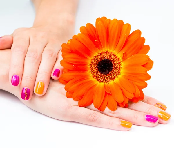 Mãos de mulher com flor de gerbera laranja e manicure brilhante — Fotografia de Stock