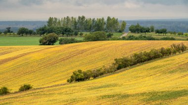 Moravian Tuscany trees and field waves in the late summer