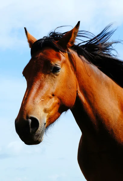 Retrato de bonito caballo marrón —  Fotos de Stock