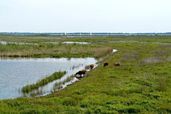 Yayla sığır içme suyu Hollandalı Adası tiengemeten üzerinde