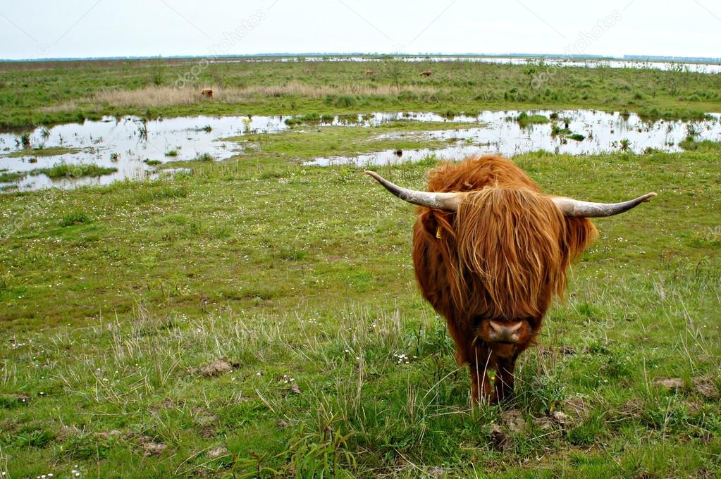 Highland cow on Dutch island Tiengemeten