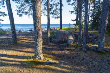 Ladoga Gölü kıyısında yaz manzarası. Vidlitsa. Karelya.