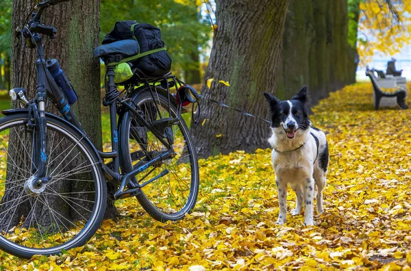 Cão Amarrado Uma Bicicleta Passeio Parque Outono São Petersburgo Imagens Royalty-Free