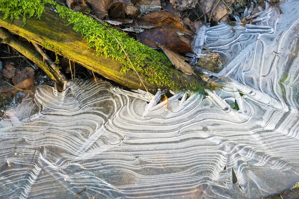 Ice Patterns Frozen Puddle First Frosts Leningrad Region Vsevolozhsk — Stock Photo, Image