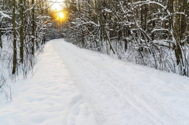 Kar, kış ormanlarını kaplamıştı. Leningrad bölgesi. Vsevolozhsk.