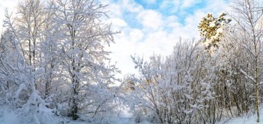 Kar, kış ormanlarını kaplamıştı. Leningrad bölgesi. Vsevolozhsk.