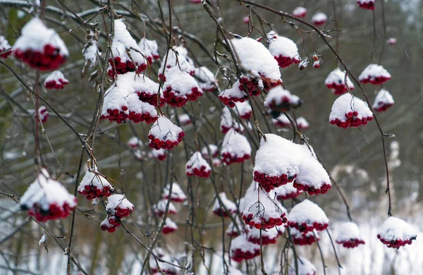 Des Grappes Frêne Rouge Sur Les Branches Sont Saupoudrées Neige — Photo