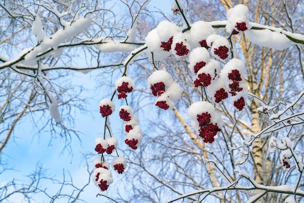 枝に赤い山灰の塊が白い雪で振りかけられています — ストック写真