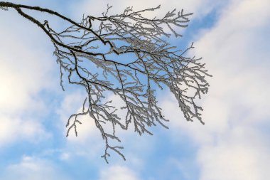 Bulutlu mavi gökyüzüne karşı don ve karla kaplı bir huş dalı.