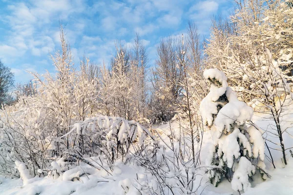 Güneşli bir günde kar yağdıktan sonra karlı bir yamaçta ağaçlar.