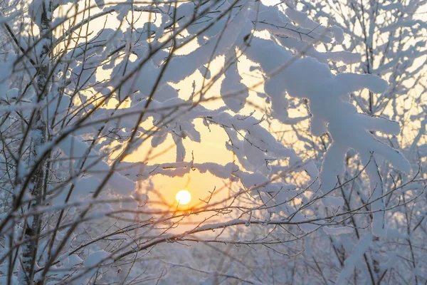 Güneş batarken ağaçların karlı dallarında .