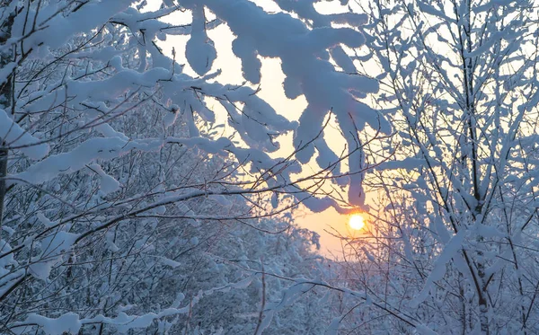 The sun at sunset through the snowy branches of the trees . — Stock Photo, Image