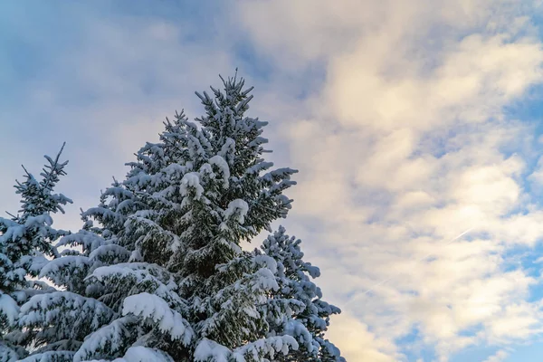 Kış ormanında karla kaplı dalları olan bir ladin ağacı. Mavi gökyüzü olan güneşli bir gün..