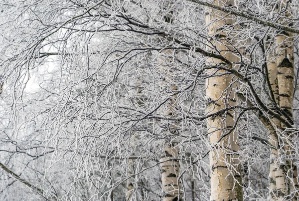 Березові гілки покриті морозом і снігом у засніженому лісі  . — стокове фото