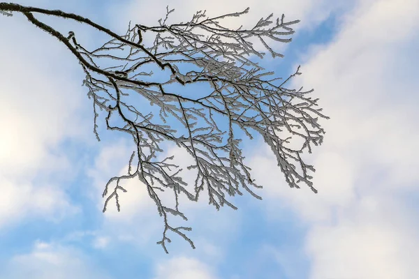 Bulutlu mavi gökyüzüne karşı don ve karla kaplı bir huş dalı.