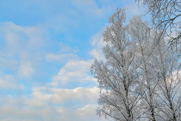 Ağaç dalları karla kaplı bulutlu mavi gökyüzüne karşı.