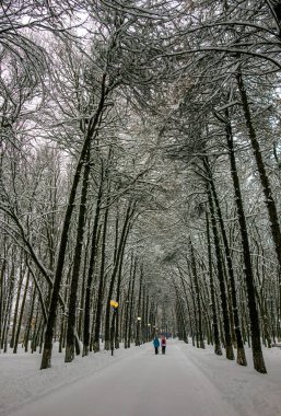 Kış karlı ağaçları. Şehir Parkı.