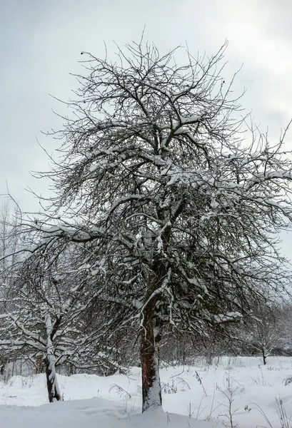 Zimní Zasněžené Stromy City Park — Stock fotografie
