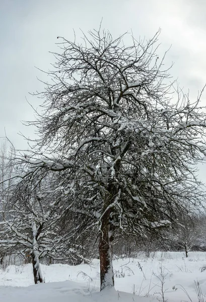 Árboles Nevados Invierno City Park — Foto de Stock