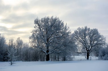 Kış karla kaplı ağaçlar. Şehir parkı. Doğa.