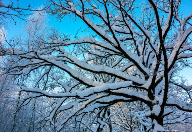 Doğa. Güzel kış manzarası. Karda ağaçlar, dinlenmek için bir şehir parkı..