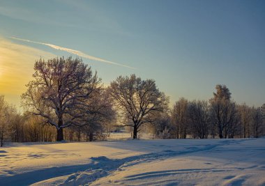 Doğa. Güzel kış manzarası. Karda ağaçlar, dinlenmek için bir şehir parkı..