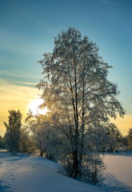 Doğa. Güzel kış manzarası. Karda ağaçlar, dinlenmek için bir şehir parkı..