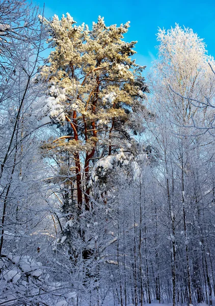 Nature Beautiful Winter Landscape Trees Snow City Park Recreation — Stock Photo, Image