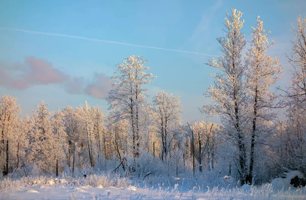 Природа Прекрасный Зимний Пейзаж Деревья Снегу Городской Парк Отдыха — стоковое фото