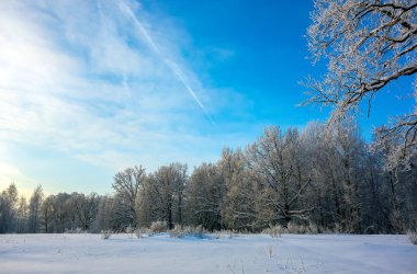 Doğa. Güzel kış manzarası. Karda ağaçlar, dinlenmek için bir şehir parkı..