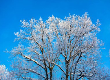 Doğa. Güzel kış manzarası. Karda ağaçlar, dinlenmek için bir şehir parkı..