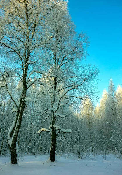Alam Indah Lanskap Musim Dingin Pohon Salju Taman Kota Untuk — Stok Foto