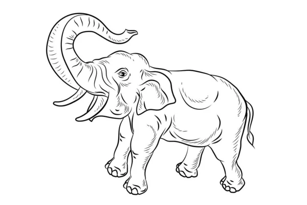 Animals Black White Image Large Elephant Coloring Book Children — Stock Photo, Image