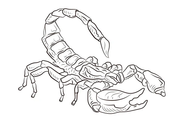 Skorpion Schwarz Weiße Zeichnung Malerei Für Kinder Symbol — Stockfoto