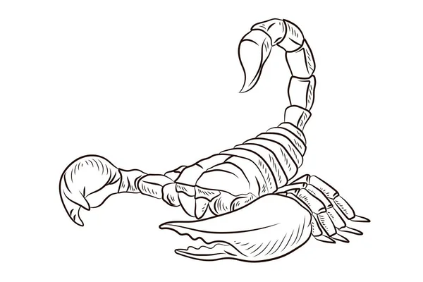 Skorpion Czarno Biały Rysunek Kolorowanki Dla Dzieci Oznaczenie — Zdjęcie stockowe