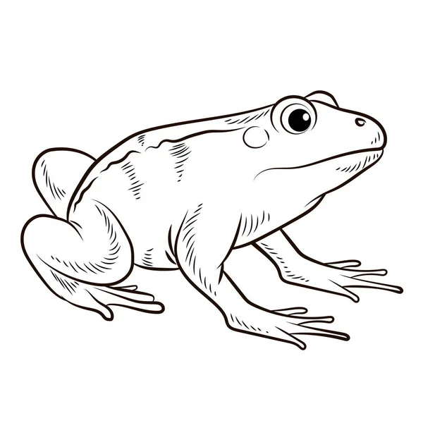 Frog Black White Image Coloring Book Kids Isolated Background — Fotografia de Stock